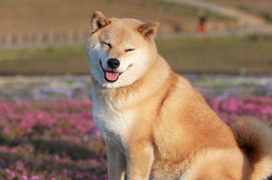 柴犬的笑容会很恐怖，治愈笑容下藏着四大缺点