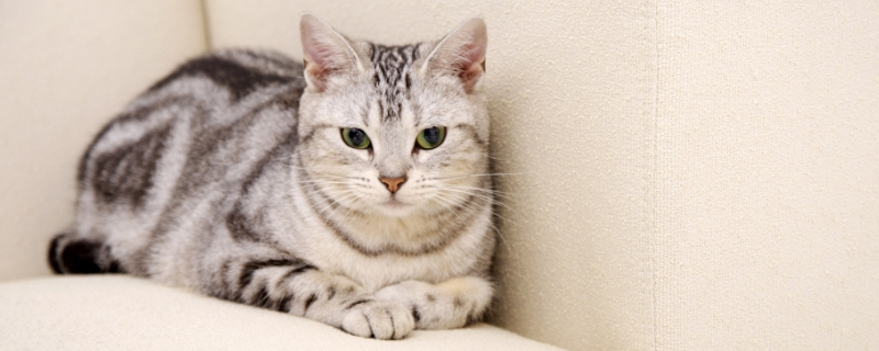 虎斑猫怎么看纯不纯