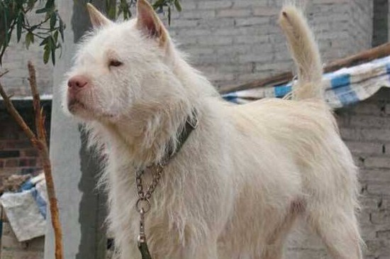 怎样挑选好的下司犬，掌握4个技巧教你选出优良的下司犬