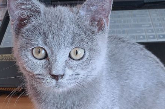 为何养猫男多是单身