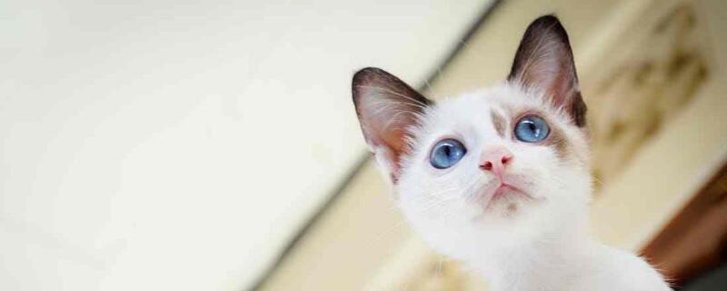 猫咪死后该怎么处理