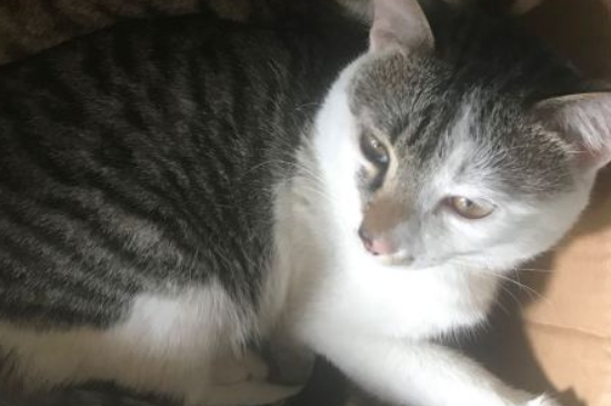 猫肚子鼓鼓的,但是精神正常