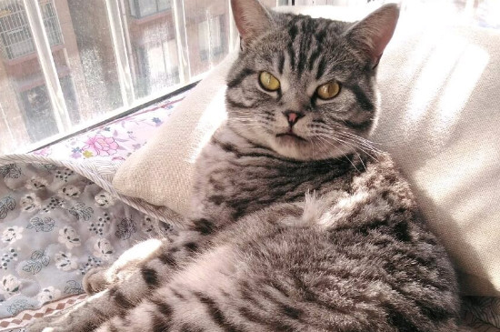 猫咪不小心舔到巧克力