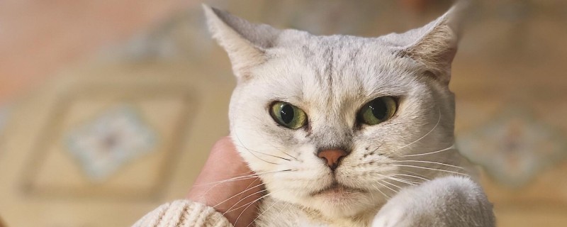 猫有眼屎是什么原因