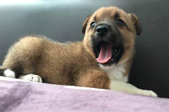 小狗吐了怎么回事