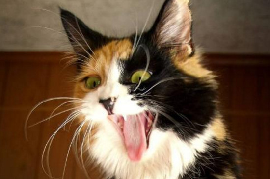 猫咪极度害怕的表现，应激呕吐还会躲在角落缩成一团
