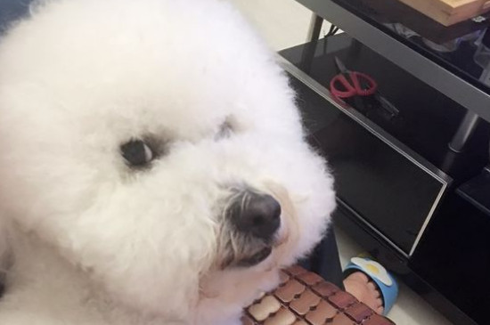 比熊生气的表现