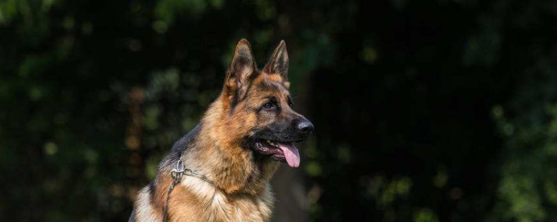 适合家养的护卫犬有哪些，最优秀的护卫犬10大排名