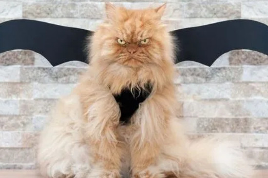 猫咪生气的表现