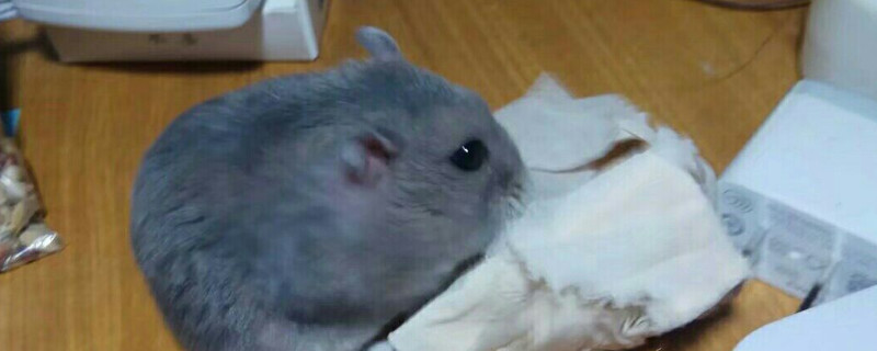 紫仓鼠喜欢主人摸哪里