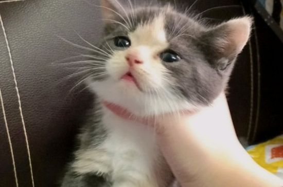 猫能吃辣吗