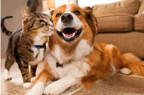 铲屎官是猫还是狗