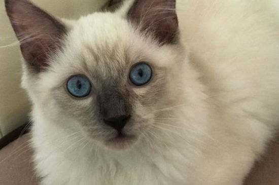 猫喜欢靠近什么样的人