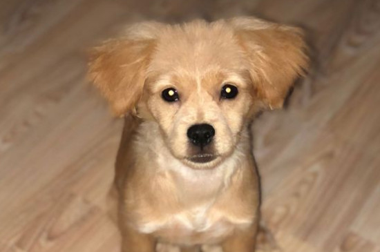 犬瘟热的治疗方法