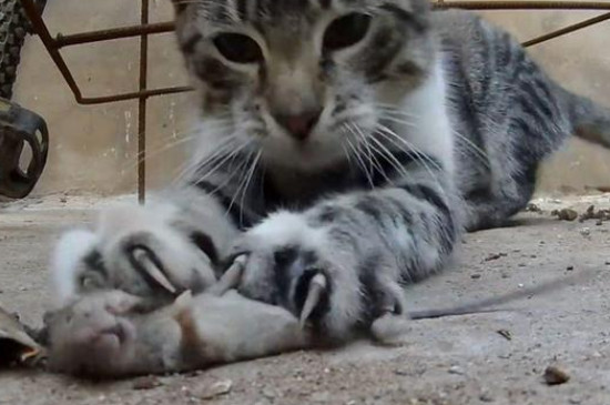 猫喜欢吃老鼠吗