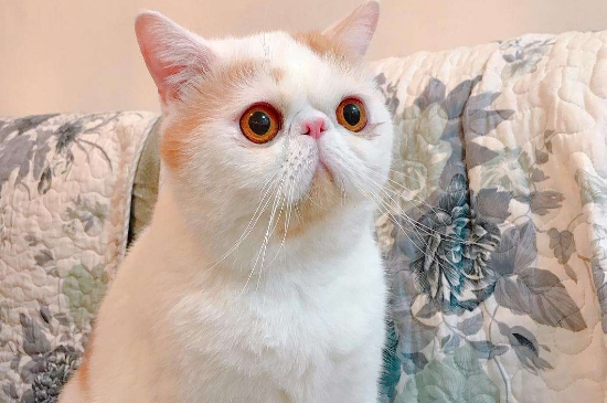 公猫怎么绝育