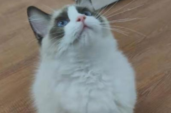 猫应激反应症状