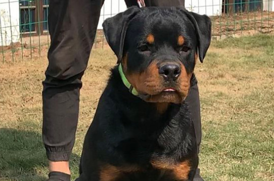 防暴犬厉害吗