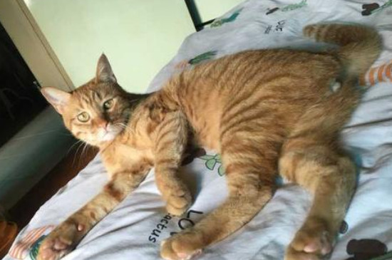 母猫知道自己被绝育了吗