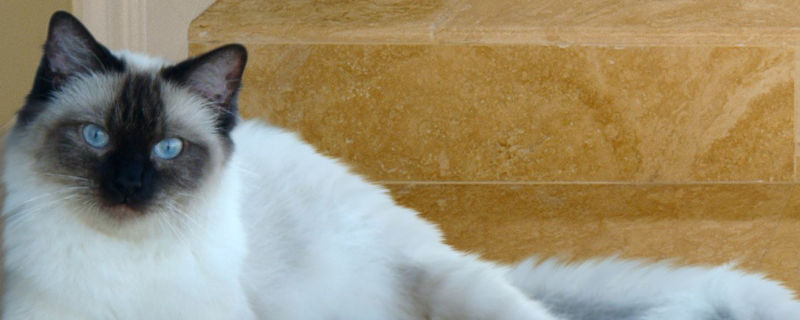 伯曼猫为什么不能养