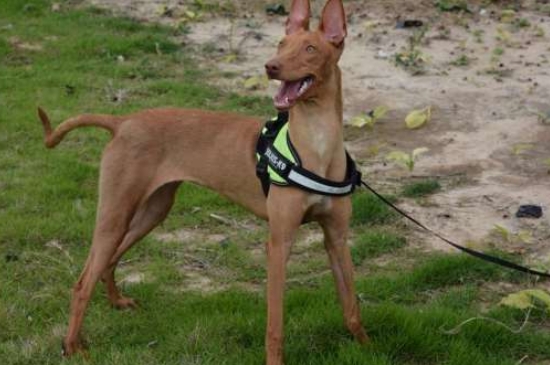 世界十大猎犬品种排名，山区打猎最厉害的狗图片