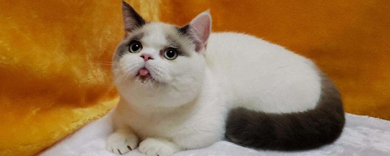 曼基康是英短么