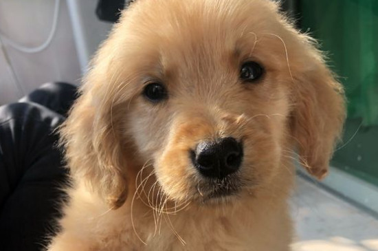 金毛犬配种最佳时间