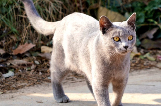 猫可以吃红薯吗