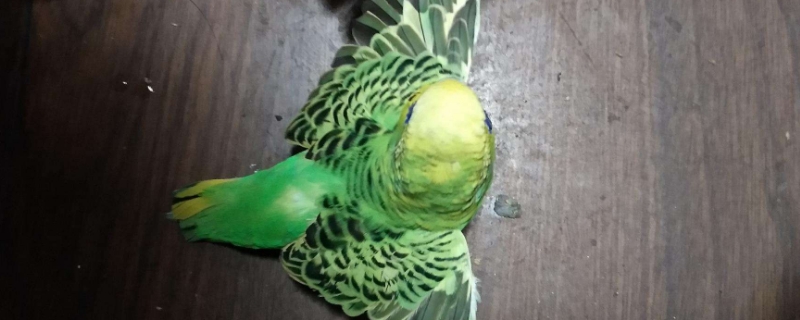虎皮鹦鹉怎么剪羽
