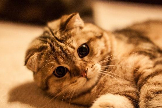 小猫咪踩奶是什么意思