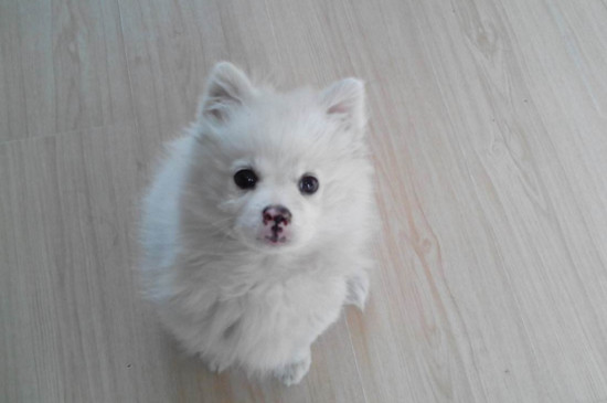 两个月博美幼犬吃什么