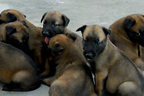 纯黑马犬是好狗吗