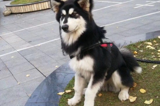 养阿拉斯加的禁忌