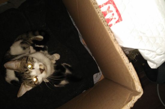 猫咪一天吃多少猫粮