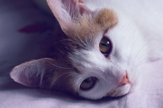 星期猫有什么特征