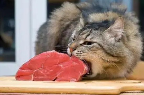 猫咪能吃红心柚吗
