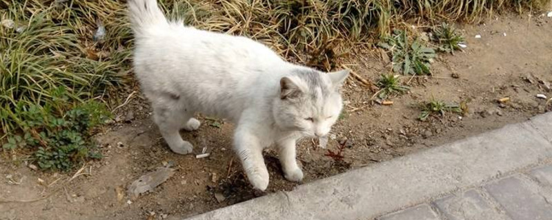 流浪猫带回家注意事项