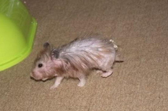 仓鼠怀孕初期症状