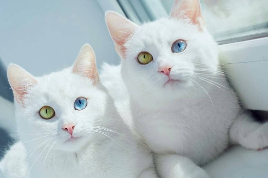 猫看见鬼有几种表现，鬼为什么怕猫