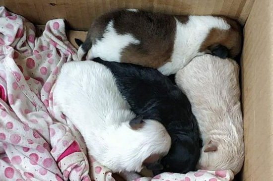 狗狗可以和人睡一起吗