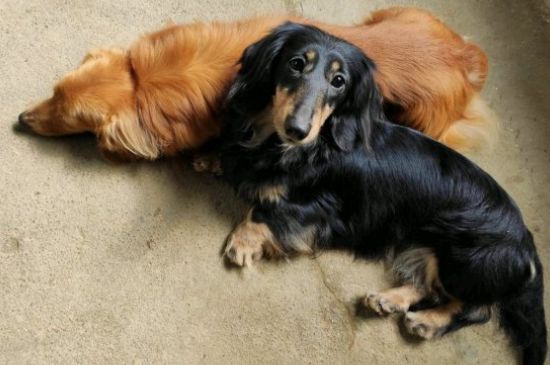 迷你腊肠犬优缺点