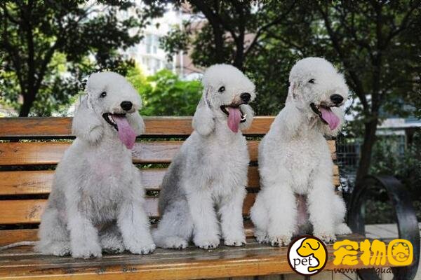 贝灵顿梗是可爱的混血绵羊犬，又能欣赏又能看家