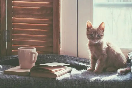 把猫关在一个房间可以吗