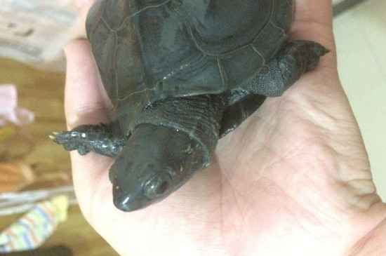 草龟腐皮怎么治