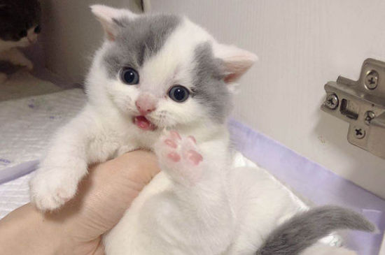 猫拉稀的原因