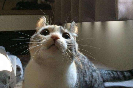 小猫不大便怎么办