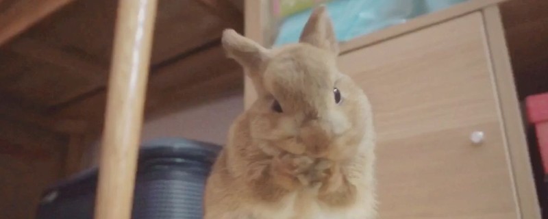 兔子一天一夜没喂会死吗