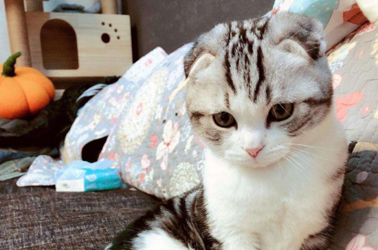 小猫脐带多久脱落
