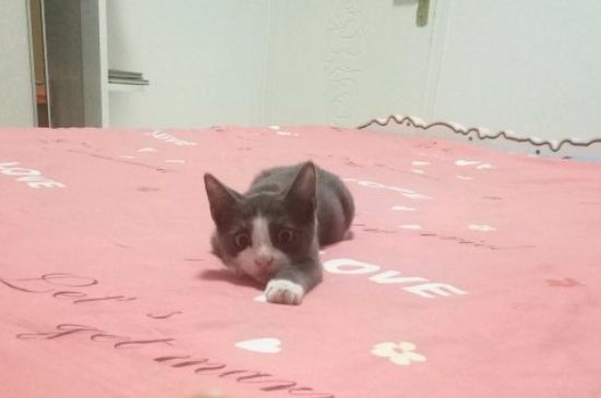 猫不绝育会一直发情吗