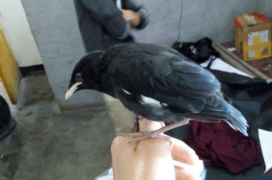母八哥会说话吗